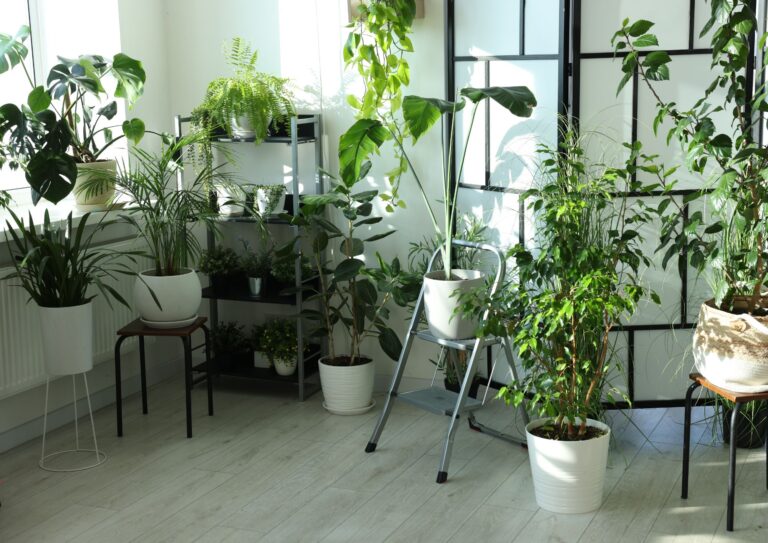 גידול צמחים בבית